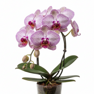 Phalaenopsis Zheng Min Zealot