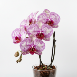 Phalaenopsis Zheng Min Yoga