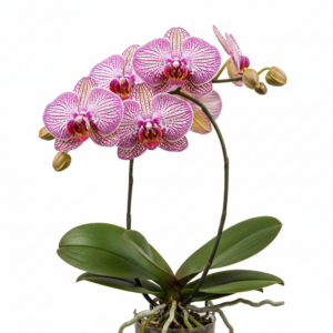 Phalaenopsis Zheng Min Yew