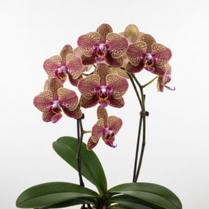 Phalaenopsis Zheng Min Yautja