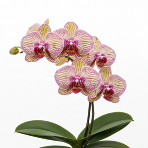 Phalaenopsis Zheng Min Yak