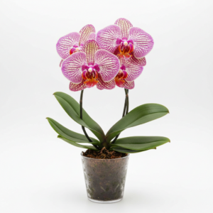 Phalaenopsis Zheng Min Yacht