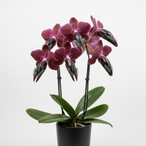 Phalaenopsis Zheng Min Xenomorph