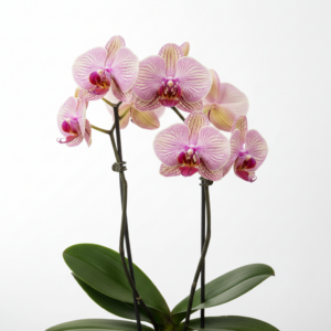 Phalaenopsis Zheng Min Xeme