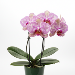 Phalaenopsis Zheng Min XeEt