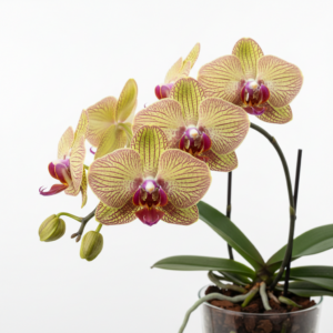 Phalaenopsis Zheng Min Xanthium