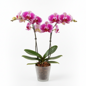 Phalaenopsis Zheng Min Wizard