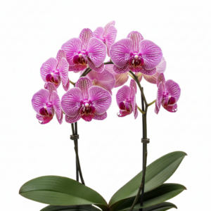 Phalaenopsis Zheng Min Wisteria