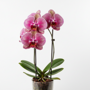 Phalaenopsis Zheng Min Warrior