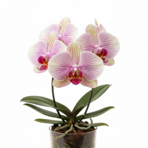 Phalaenopsis Zheng Min Wallaby
