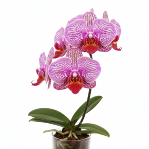 Phalaenopsis Zheng Min WaHaz
