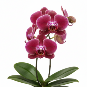 Phalaenopsis Zheng Min Vulture