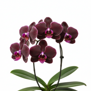 Phalaenopsis Zheng Min Voldemort