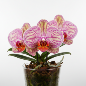 Phalaenopsis Zheng Min Virtual