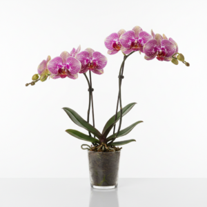 Phalaenopsis Zheng Min Viper