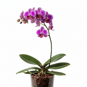 Phalaenopsis Zheng Min Violet