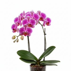 Phalaenopsis Zheng Min Venture
