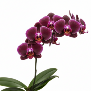 Phalaenopsis Zheng Min Venom
