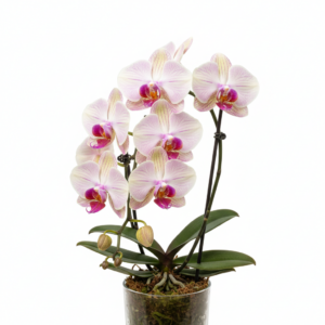 Phalaenopsis Zheng Min Veil