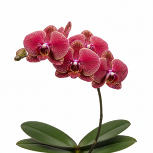 Phalaenopsis Zheng Min Vampire