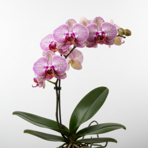 Phalaenopsis Zheng Min Upland