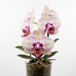 Phalaenopsis Zheng Min Unicorn