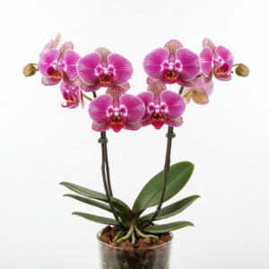 Phalaenopsis Zheng Min Unakite