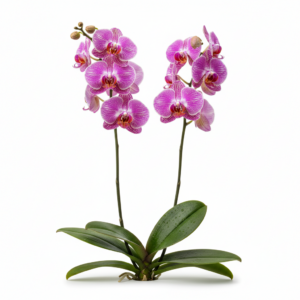 Phalaenopsis Zheng Min Ultrasonic