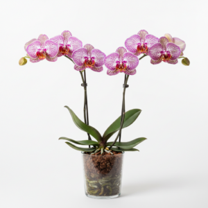 Phalaenopsis Zheng Min Ukulele