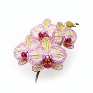 Phalaenopsis Zheng Min UFO