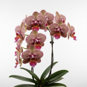 Phalaenopsis Zheng Min Tyrannosaurus