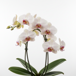 Phalaenopsis Zheng Min Turtledove