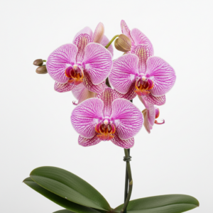 Phalaenopsis Zheng Min Turbo