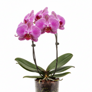Phalaenopsis Zheng Min Tsunami