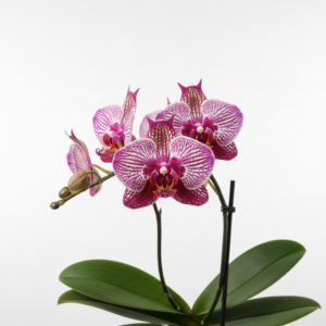 Phalaenopsis Zheng Min Triceratops