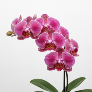 Phalaenopsis Zheng Min ToYe