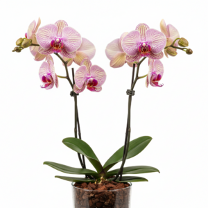 Phalaenopsis Zheng Min ToVi
