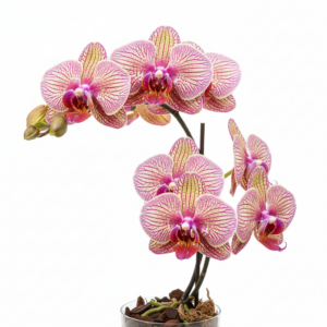 Phalaenopsis Zheng Min Toucan