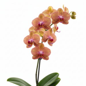 Phalaenopsis Zheng Min Tiger