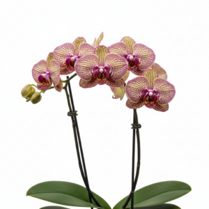 Phalaenopsis Zheng Min Thunder