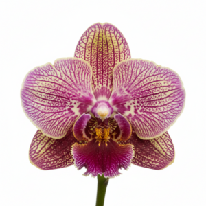 Phalaenopsis Zheng Min Texture