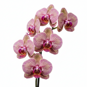 Phalaenopsis Zheng Min Terminator