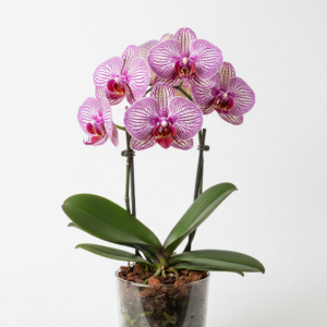 Phalaenopsis Zheng Min Tapir