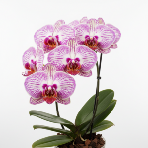 Phalaenopsis Zheng Min Taflon