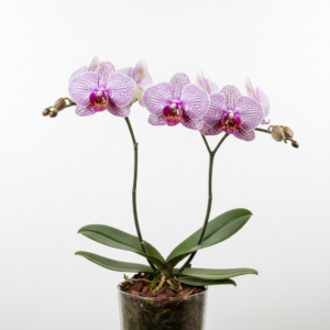 Phalaenopsis Zheng Min Swallowtail