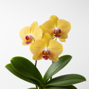 Phalaenopsis Zheng Min Sunflower