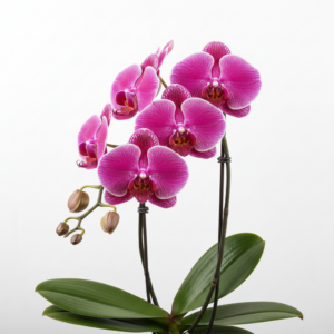 Phalaenopsis Zheng Min Strom