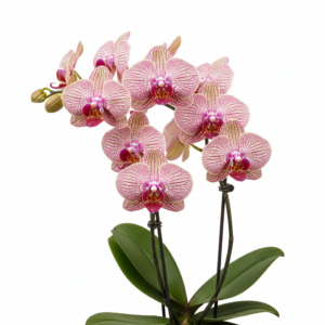 Phalaenopsis Zheng Min Strawberry