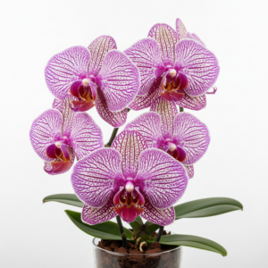 Phalaenopsis Zheng Min Stegosaurus