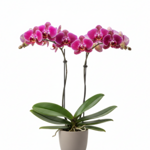 Phalaenopsis Zheng Min Starling